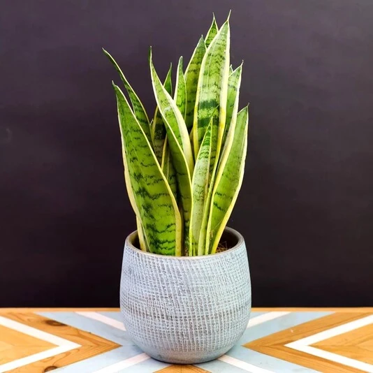 Сансевиерия Вайт Сноу Sansevieria White Snow