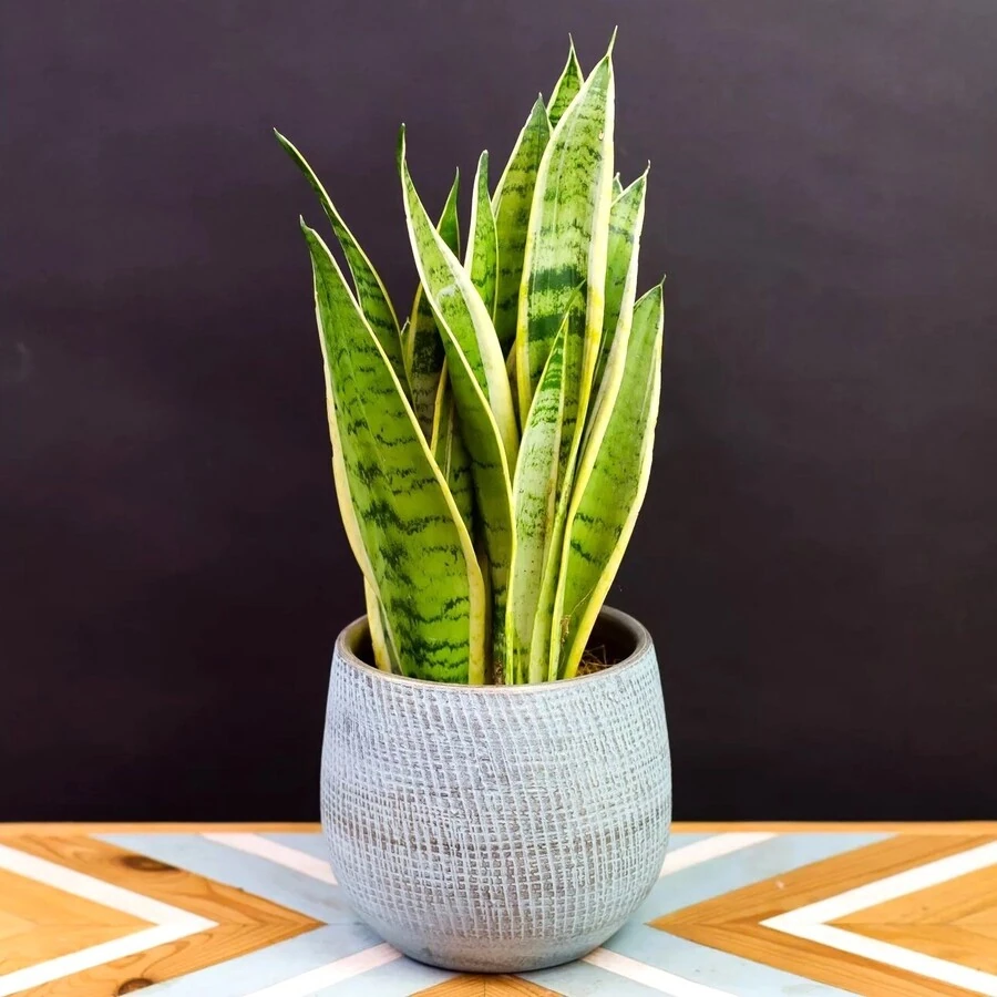 Сансевиерия Вайт Сноу Sansevieria White Snow