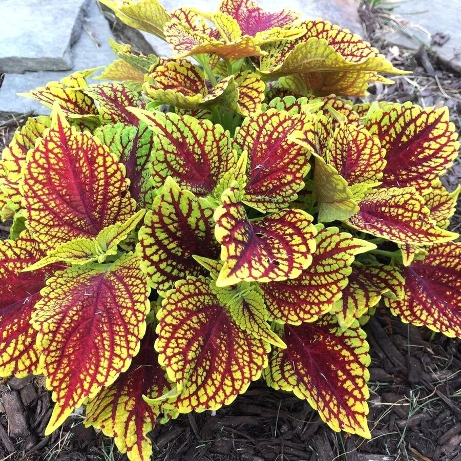 Колеус Coleus