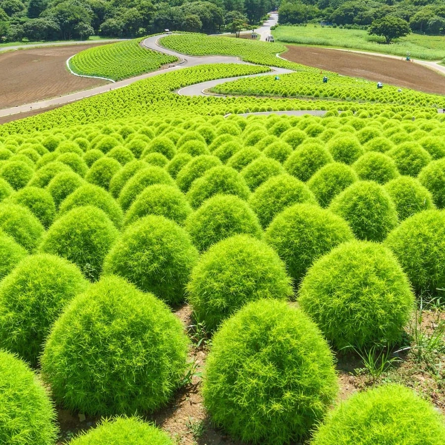 Кохия венечная Kochia scoparia