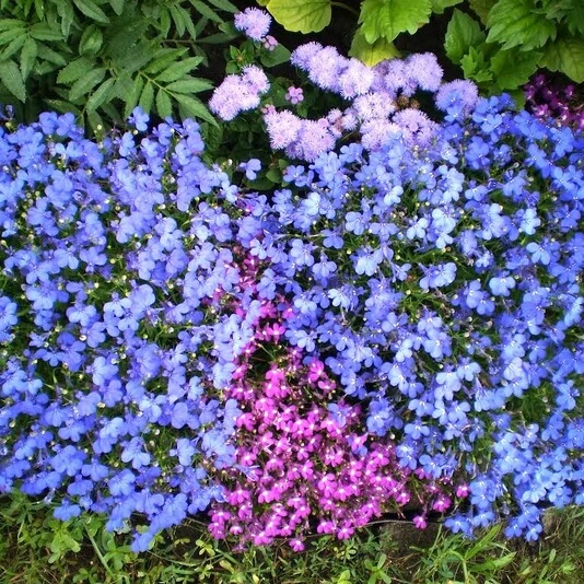Лобелия Lobelia