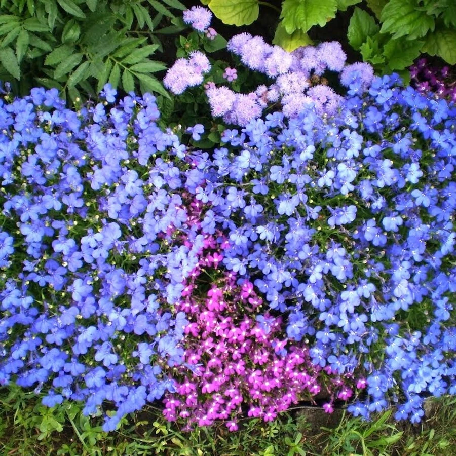 Лобелия Lobelia