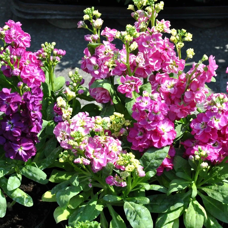 Левкой (Маттиола) Matthiola