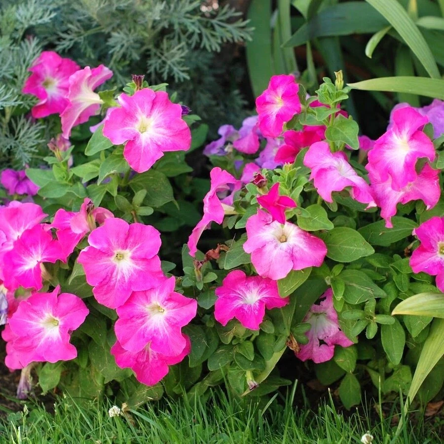 Петуния крупноцветковая Petunia Grandiflora