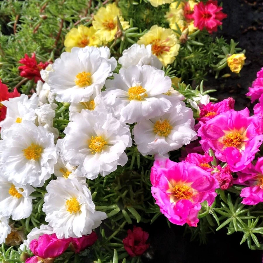 Портулак крупноцветковый Portulaca Grandiflora