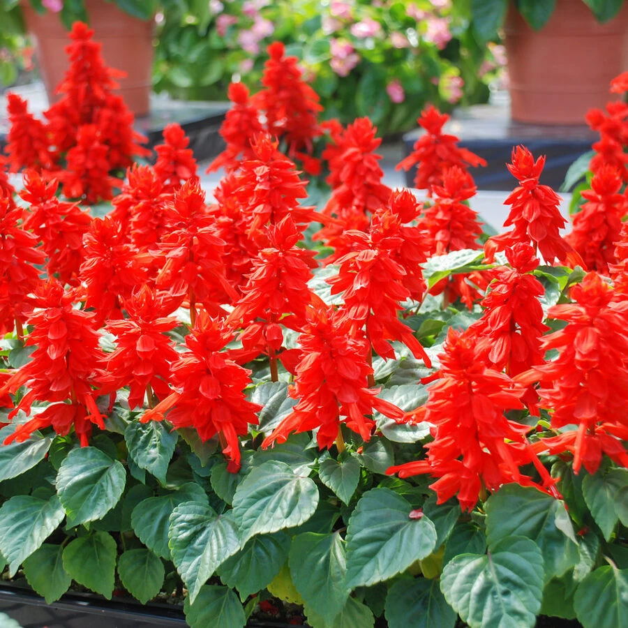 Сальвия блестящая Salvia Splendens