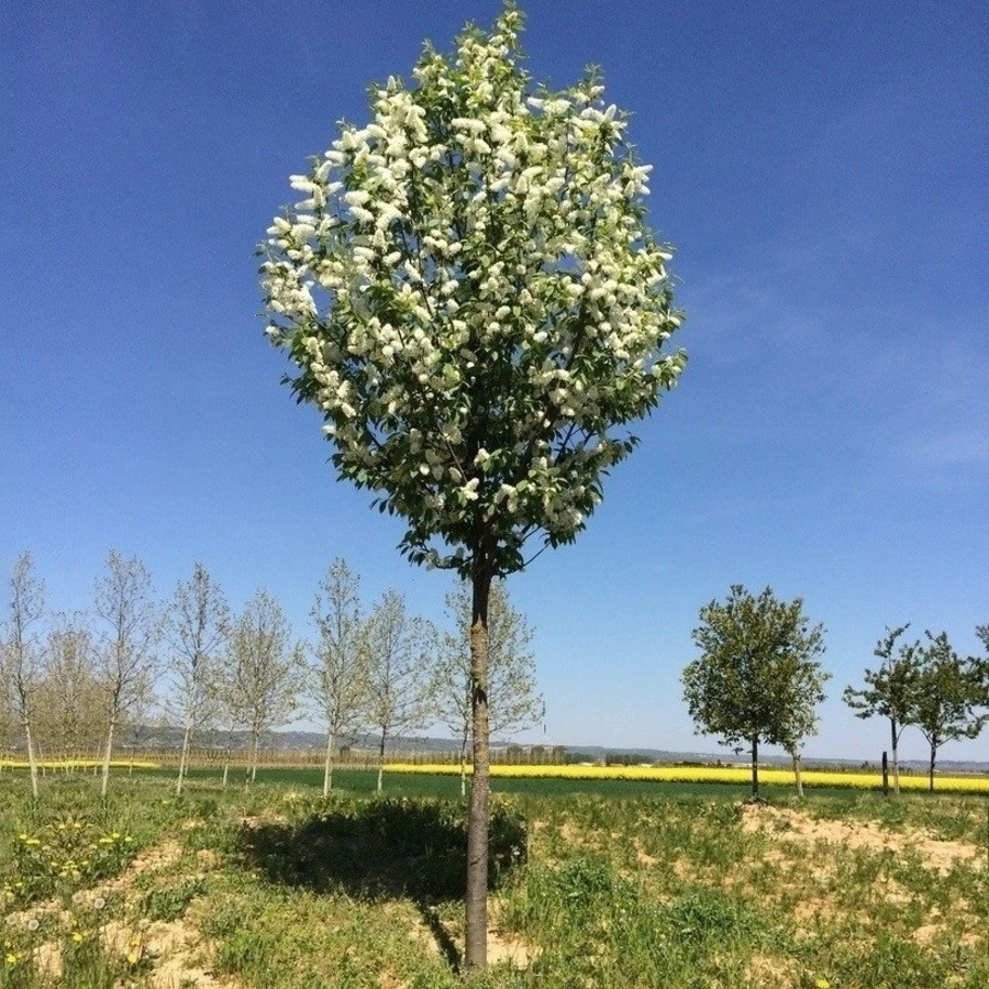 Черемуха обыкновенная "Ватерери" Prunus padus 'Watereri'