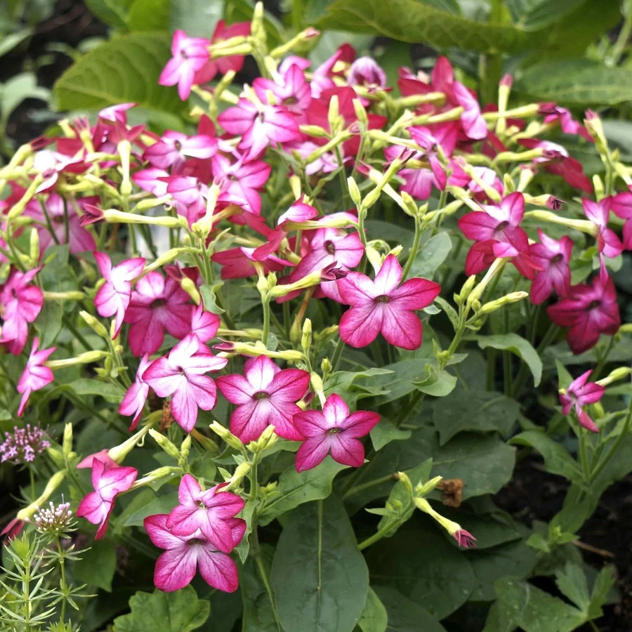Табак Сандер Nicotiana Sanderae