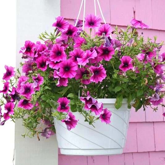 Петуния ампельная Petunia grandiflora