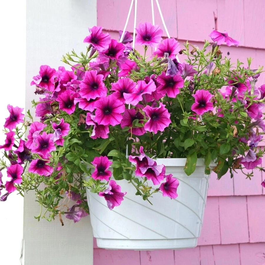 Петуния ампельная Petunia grandiflora