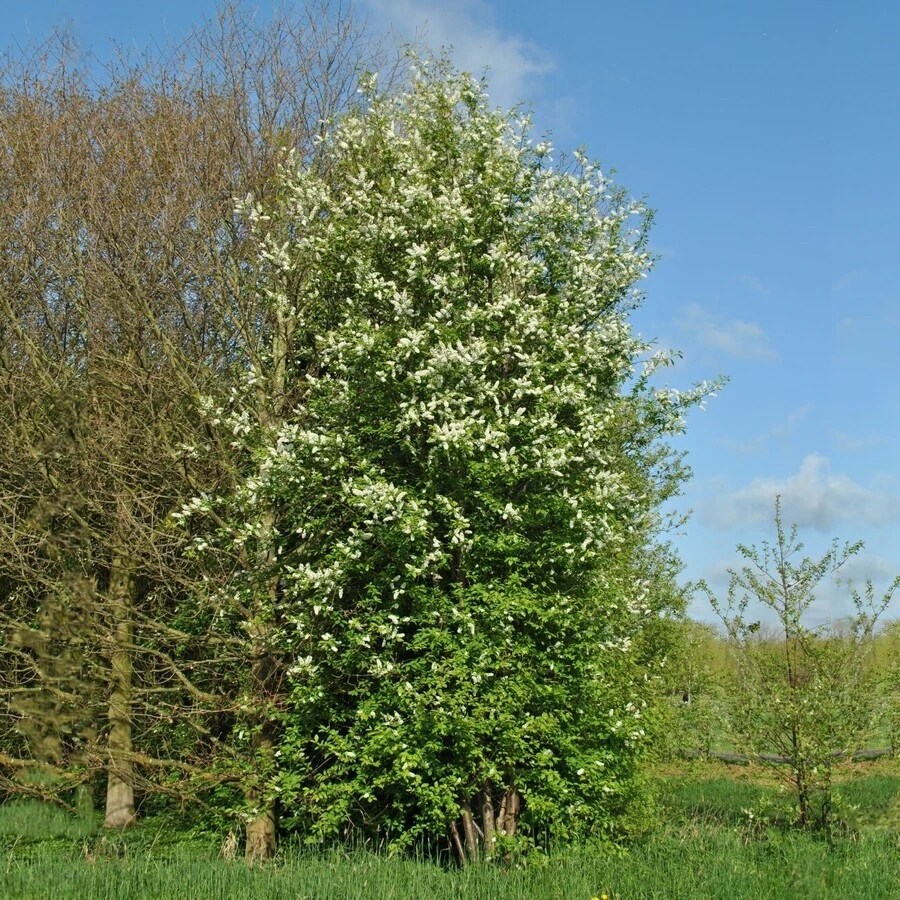 Черемуха обыкновенная Prunus padus