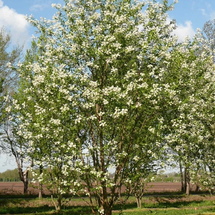Черемуха Маака "Амбер Бьюти" Prunus maackii 'Amber Beauty'