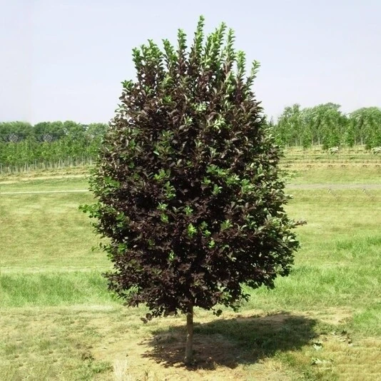 Черемуха виргинская "Канада Ред" Prunus virginiana "Canada Red"