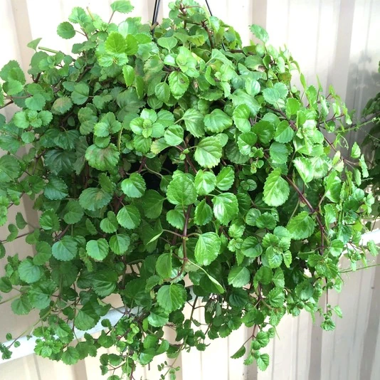Плектрантус (Шпороцветник) Plectranthus