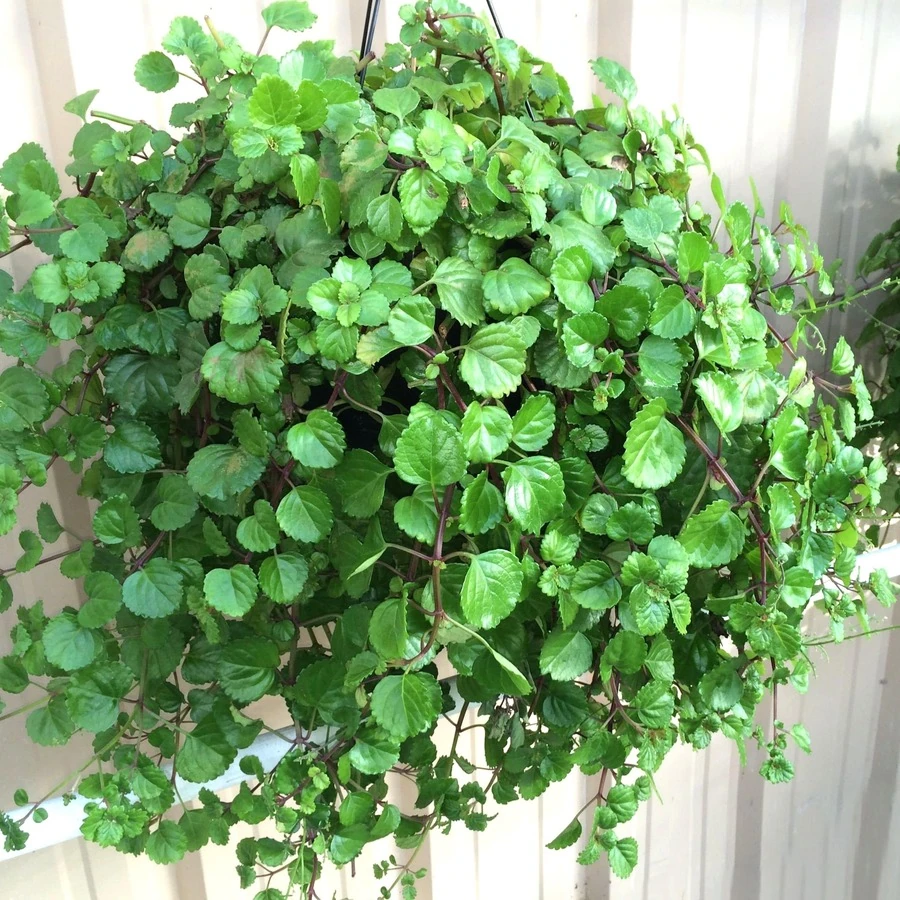 Плектрантус (Шпороцветник) Plectranthus