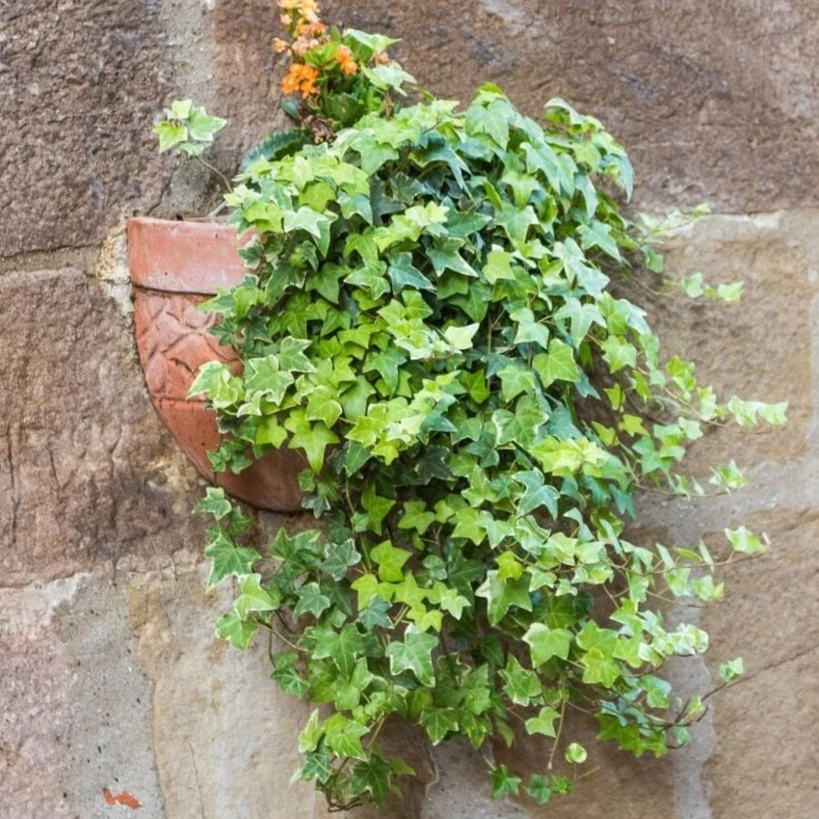 Плющ Hedera