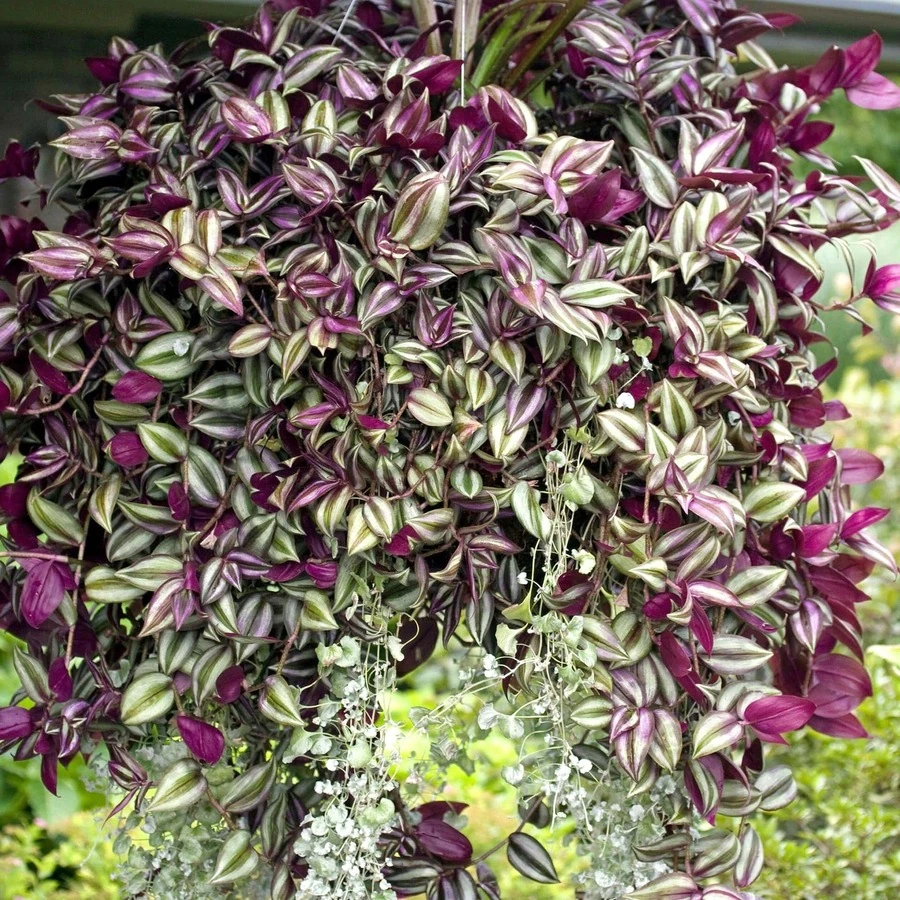 Традесканция Tradescantia
