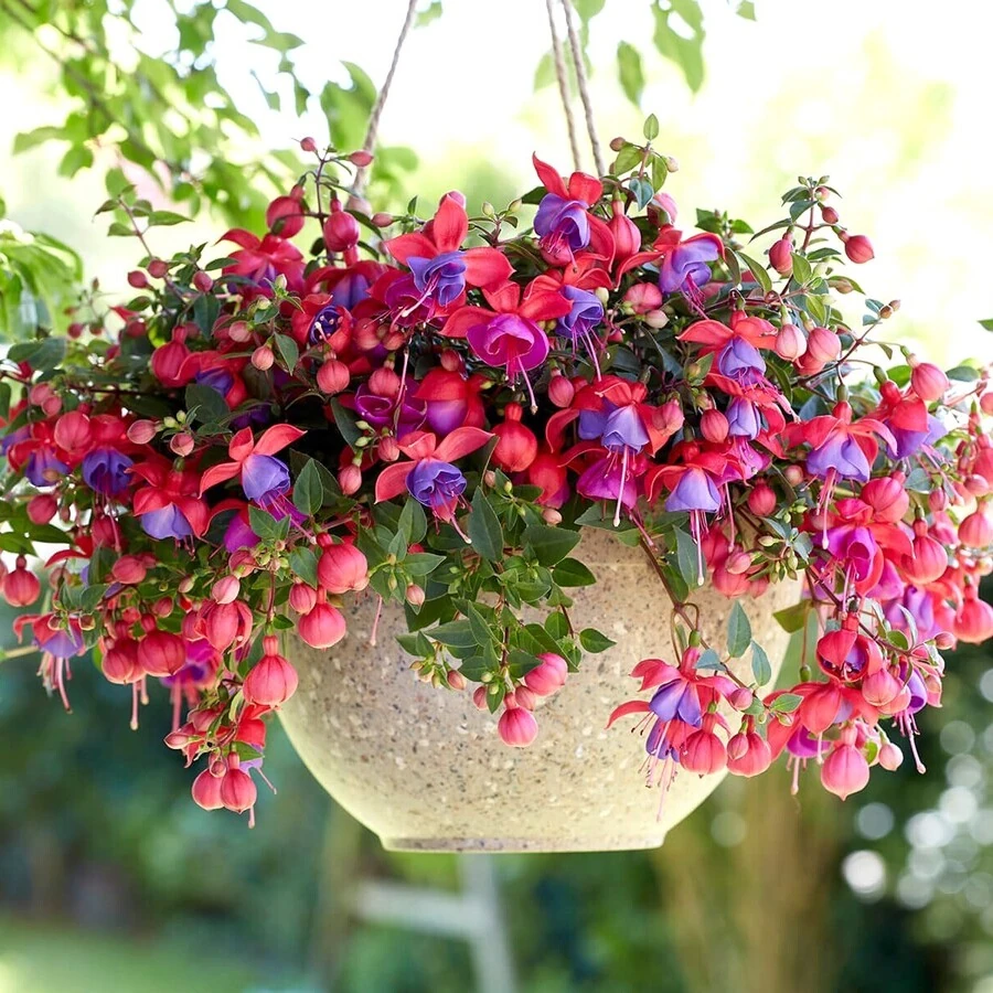 Фуксия Fuchsia