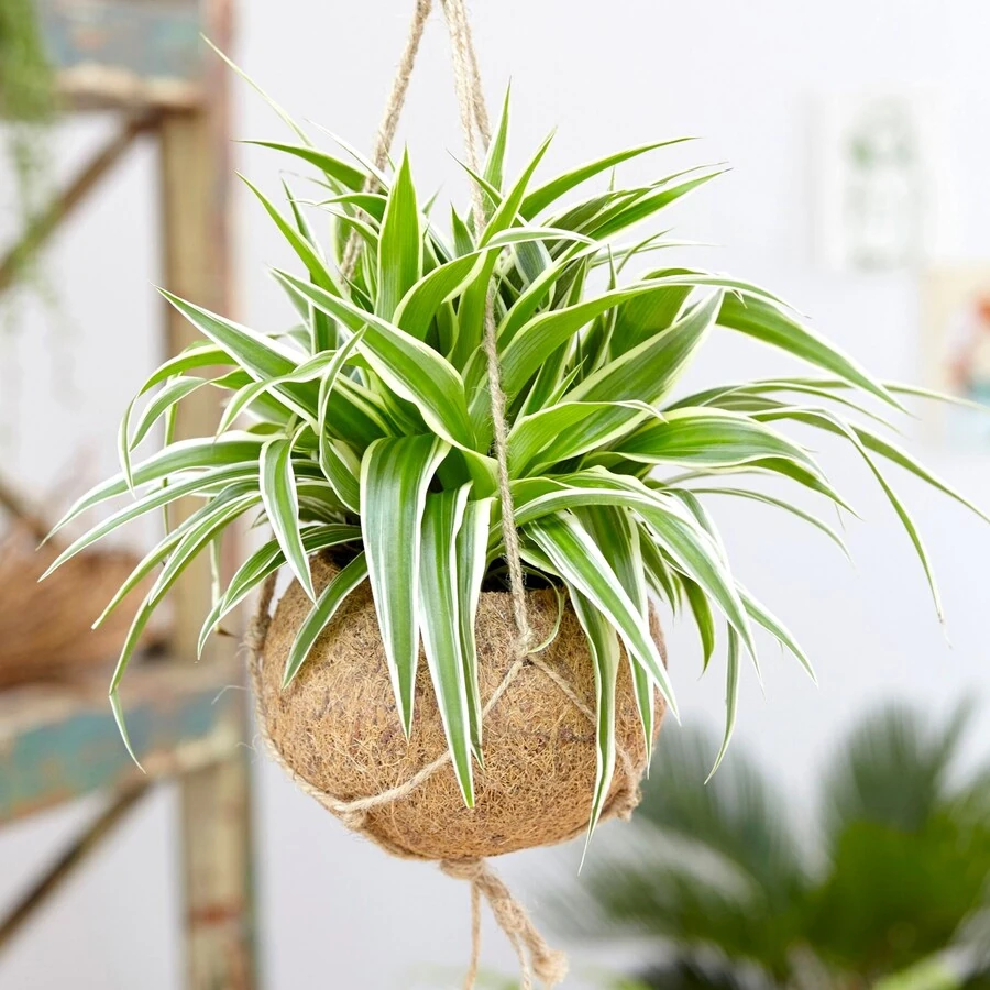 Хлорофитум Chlorophytum