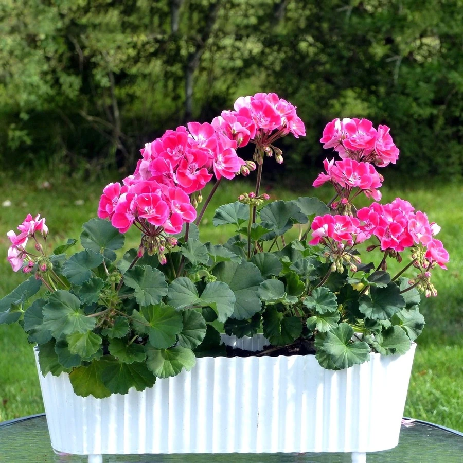 Пеларгония для балкона Pelargonium