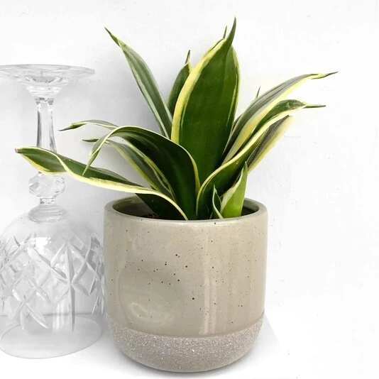 Сансевиерия Ханни Джейд Пагода Sansevieria Hanni Jade Pagoda