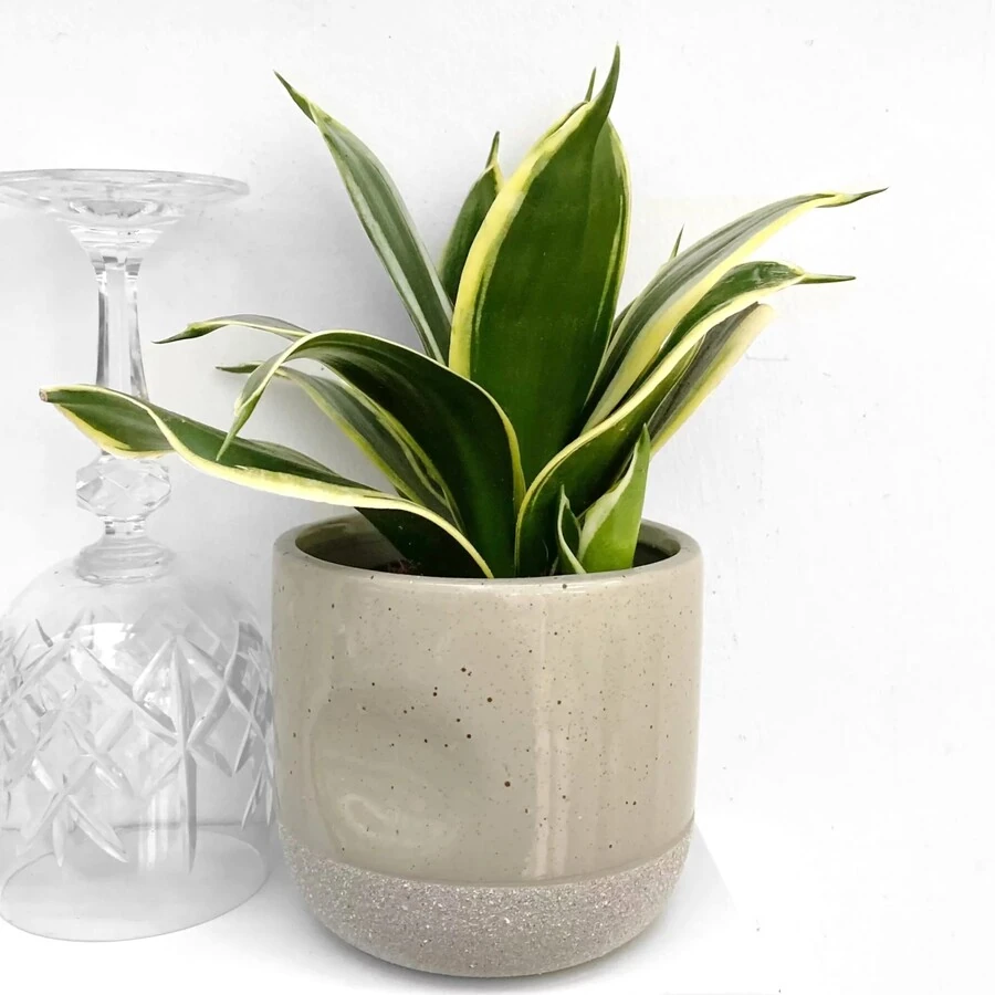Сансевиерия Ханни Джейд Пагода Sansevieria Hanni Jade Pagoda
