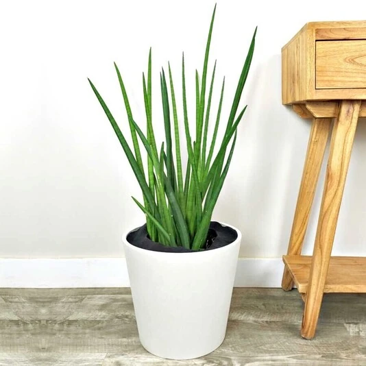 Сансевиерия Цилиндрика Спайкс Sansevieria Cylindrica Spikes