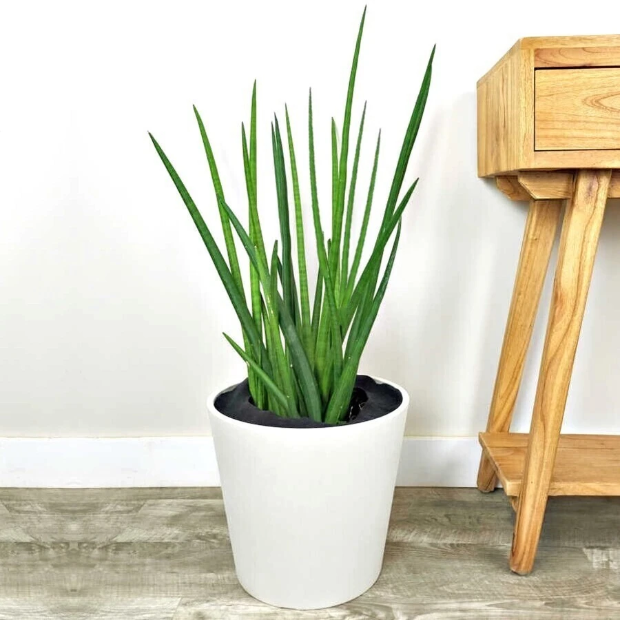 Сансевиерия Цилиндрика Спайкс Sansevieria Cylindrica Spikes