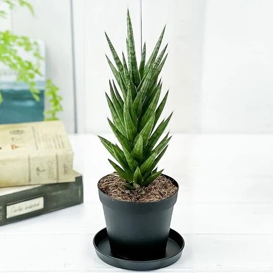 Сансевиерия Франциска Sansevieria Francisii