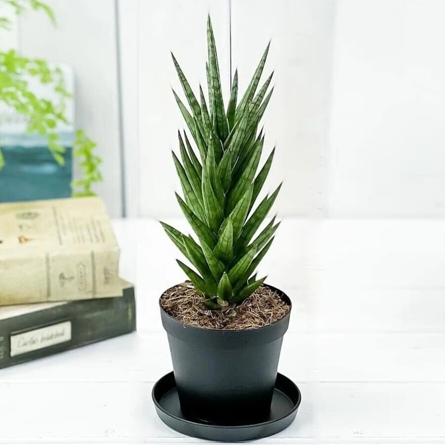 Сансевиерия Франциска Sansevieria Francisii