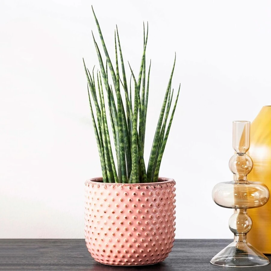 Сансевиерия Фернвуд Sansevieria Fernwood decorum