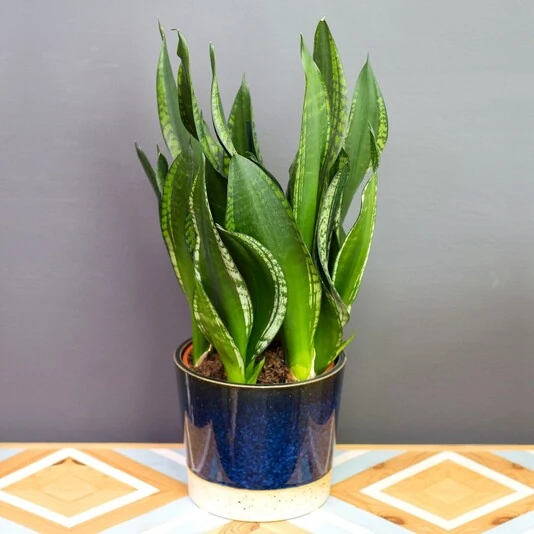 Сансевиерия Сильвер Принцесс Sansevieria Silver Princess
