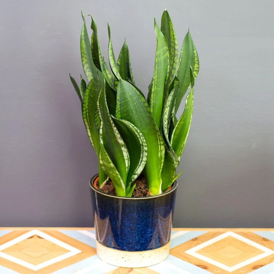 Сансевиерия Сильвер Принцесс Sansevieria Silver Princess