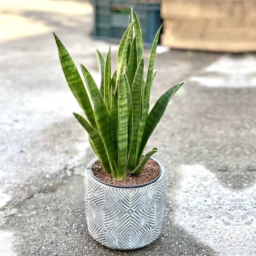 Сансевиерия Яваника Sansevieria Javanica decorum
