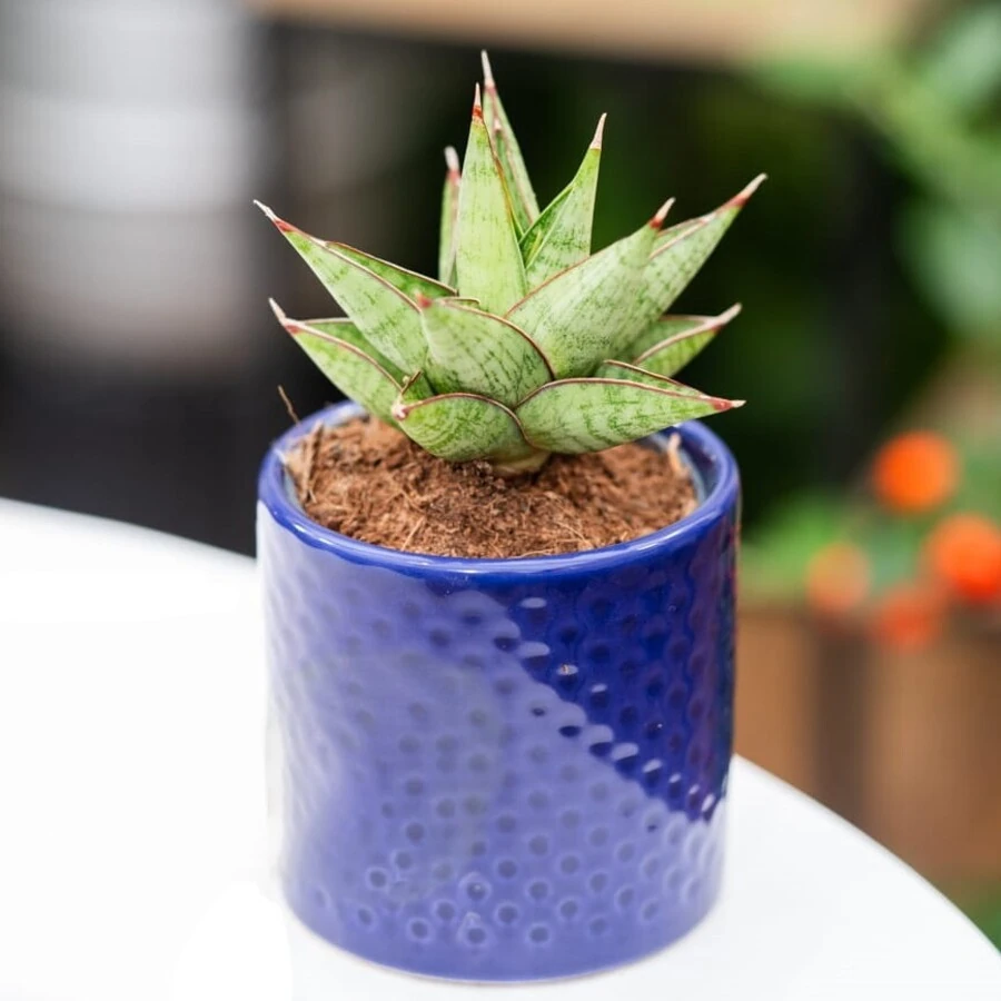 Сансевиерия Джул Краун Sansevieria Jewel Crown