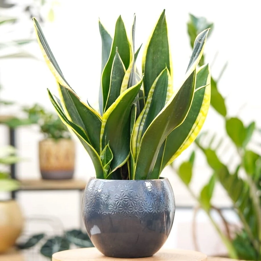 Сансевиерия Найт Шейд Sansevieria Night Shade