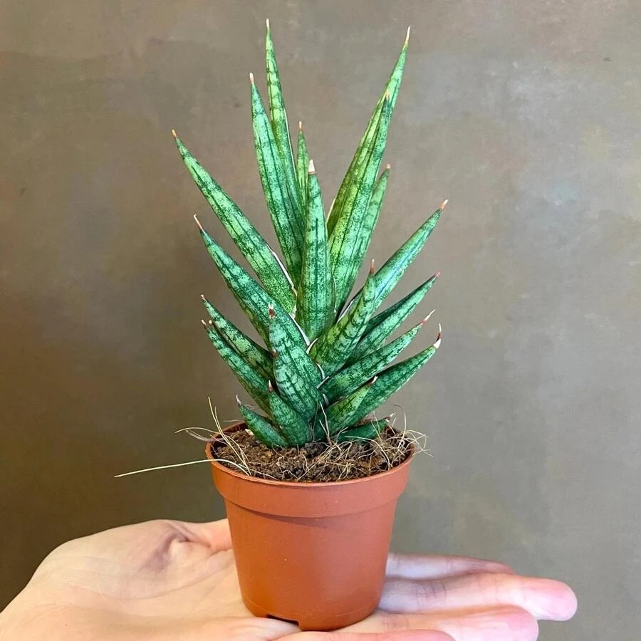 Сансевиерия Франциска  Sansevieria Francisii decorum