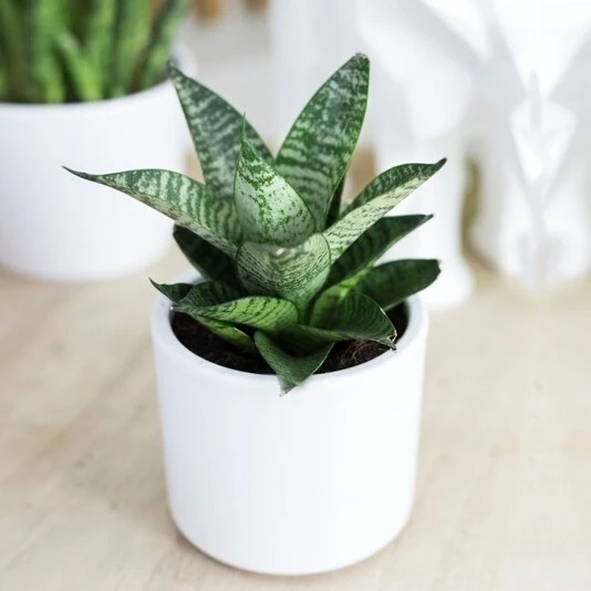 Сансевиерия Старс Хутер Sansevieria Starshooter