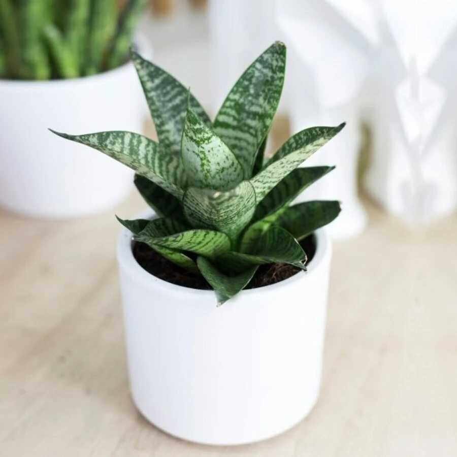 Сансевиерия Старс Хутер Sansevieria Starshooter