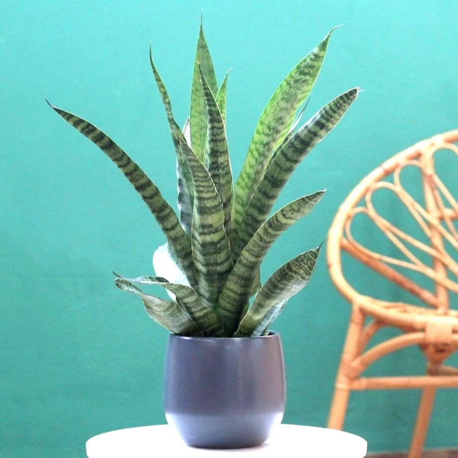 Сансевиерия Даймонд Грин Sansevieria Diamond Green