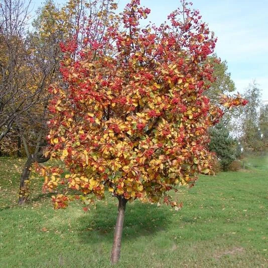 Рябина промежуточная Sorbus intermedia