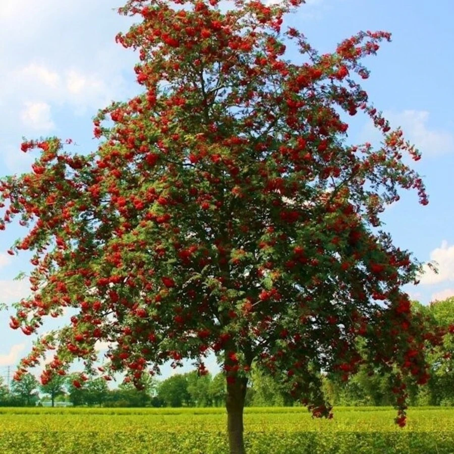 Рябина обыкновенная "Эдулис" Sorbus aucuparia var. edulis