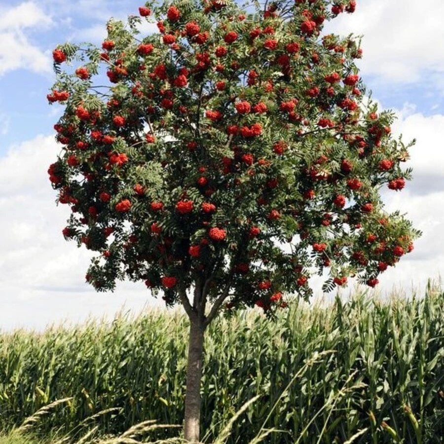 Рябина обыкновенная "Россика Майор" Sorbus aucuparia 'Rossica Major'
