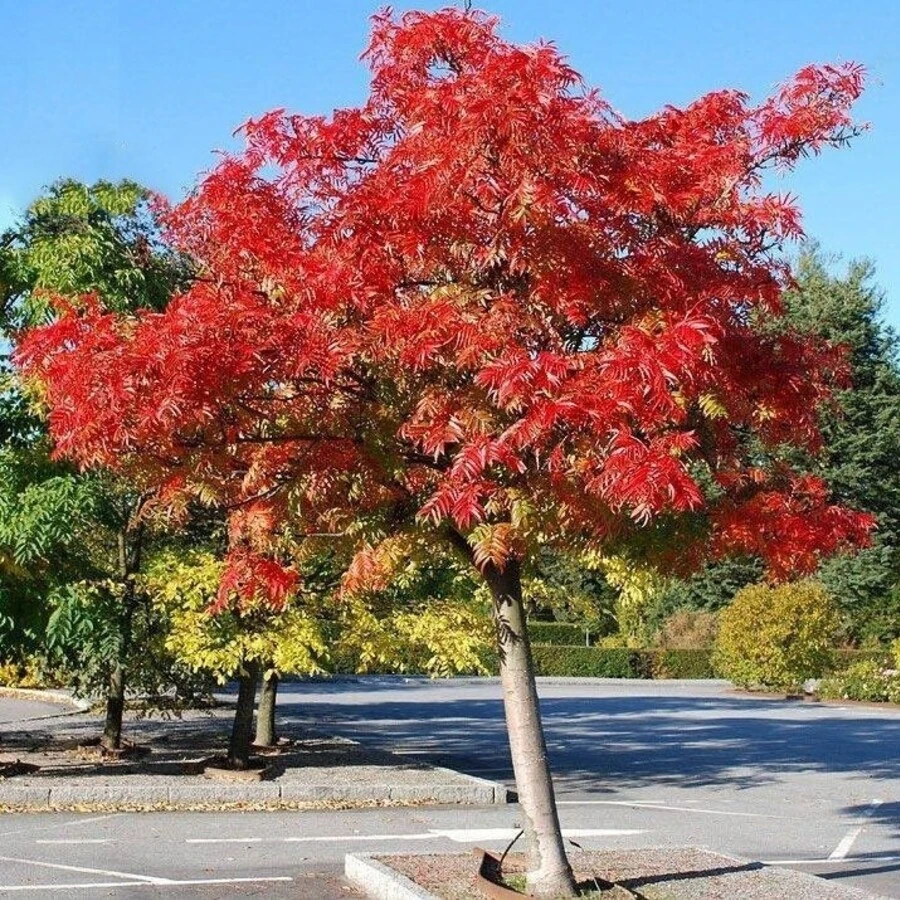 Рябина "Додонг" Sorbus 'Dodong'