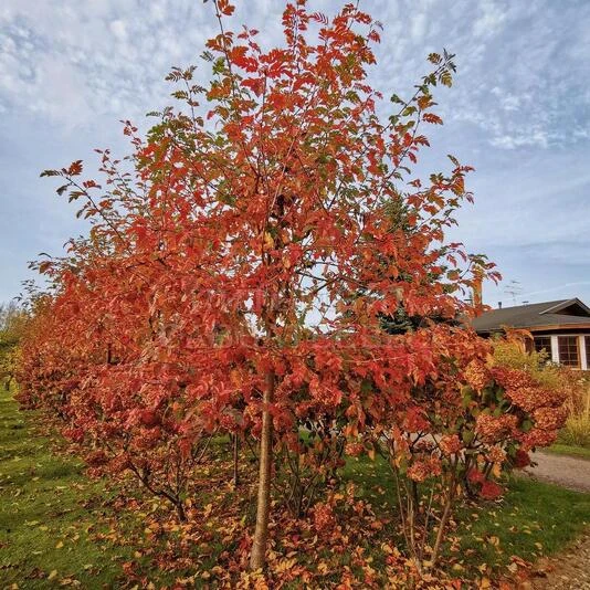 Рябина "Гранатная" Sorbus "Granatnaja"