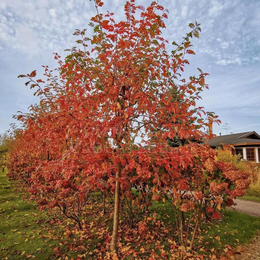 Рябина "Гранатная" Sorbus "Granatnaja"