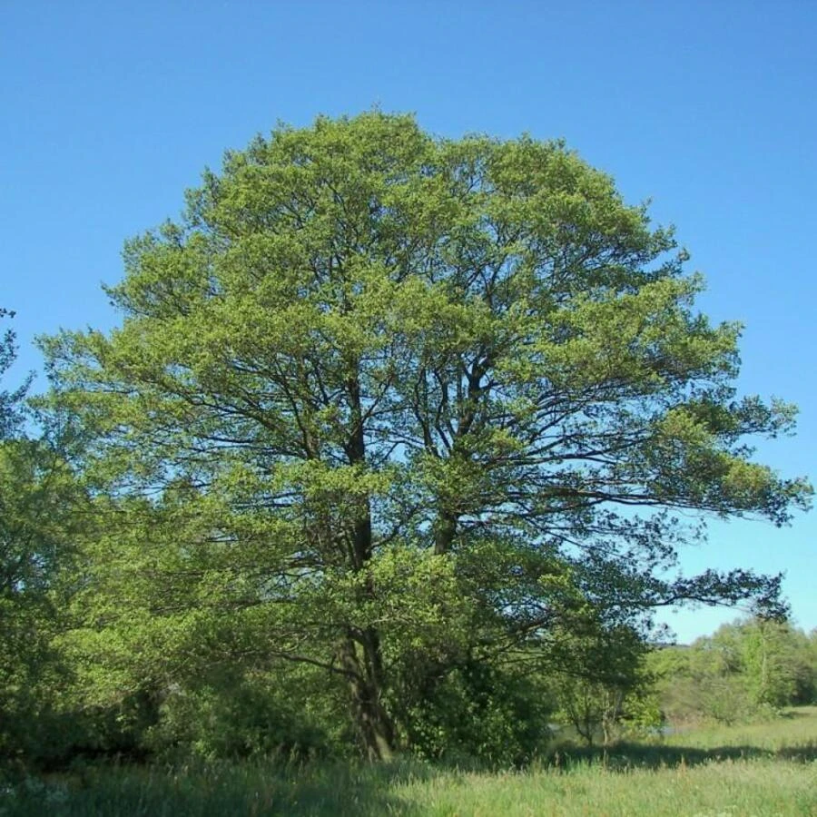 Ольха черная Alnus glutinosa