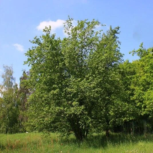 Ольха серая Alnus incana
