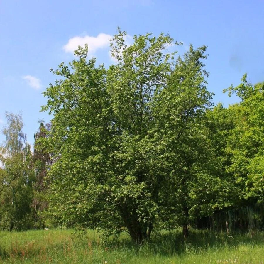 Ольха серая Alnus incana