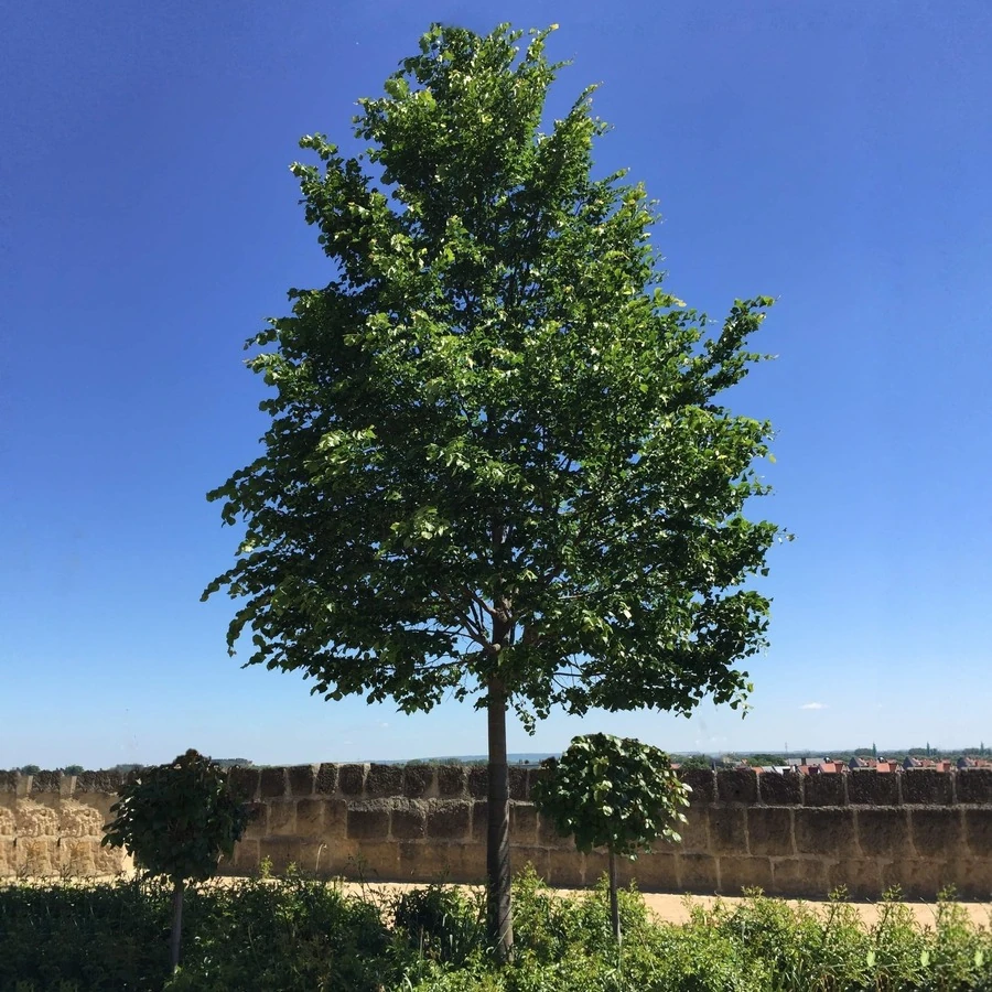 Липа мелколистная "Ранчо" Tilia cordata 'Rancho'
